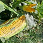 ebruli-file-çanta2